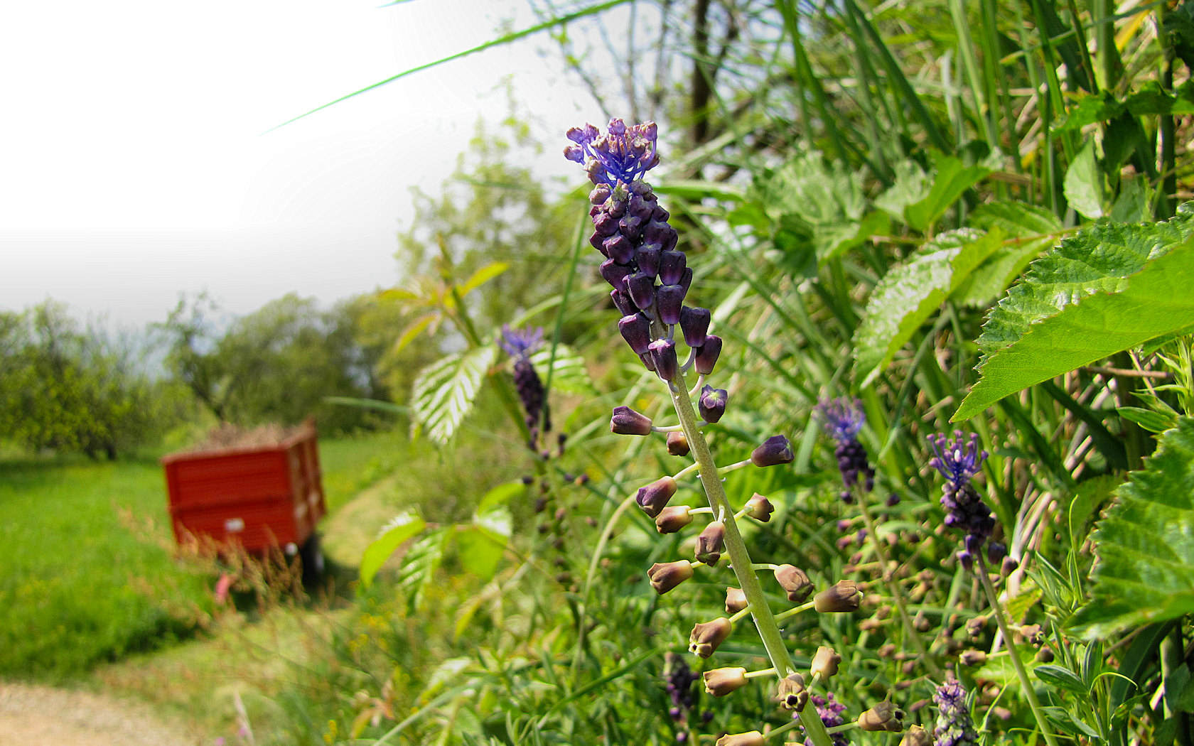 Muscari comosum